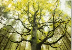 Puzzle: 1000: Stefan Hefele: Dream tree